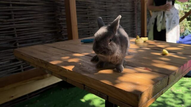 A calming scene of animal care in the countryside. A grey rabbit rests on a wooden table as a person tends to its fur with a grooming tool.