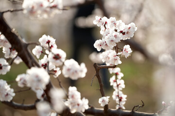 Apricot flowers bloom in spring