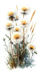 Obraz premium Watercolor painting of a cluster of white dandelions with yellow centers.