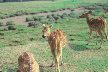 Female and male deer are in captivity