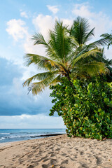 secluded beach with palm trees