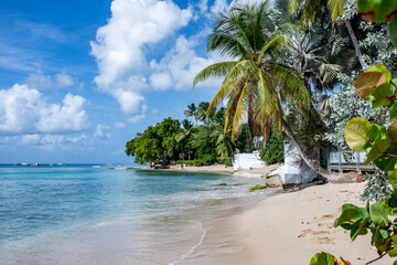 beach with coconut trees