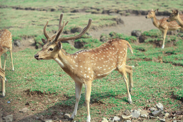 Female and male deer are in captivity
