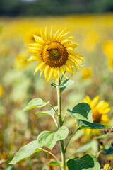 sunflower in the field