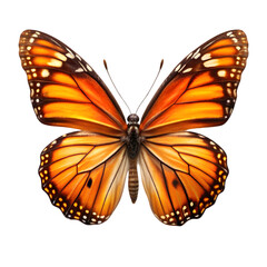 Naklejka premium orange butterfly isolated on transparent background