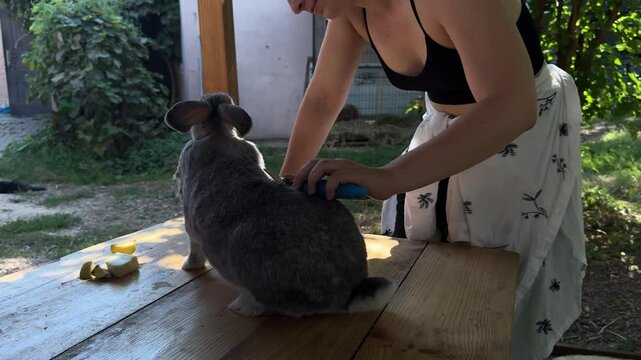 A peaceful moment of care and connection between human and animal. A grey rabbit sits on a wooden table while being groomed under the shade of trees.