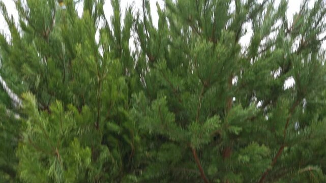 Dachshund dog in sheepskin coat hat with earflaps runs through village fair, chooses Christmas tree, stops in hurry , looks at top Picky shopper, farmer Searching for festive bustle of New Year gift