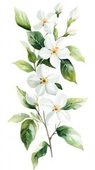 Obraz premium Watercolor painting of white flowers with green leaves. (2)