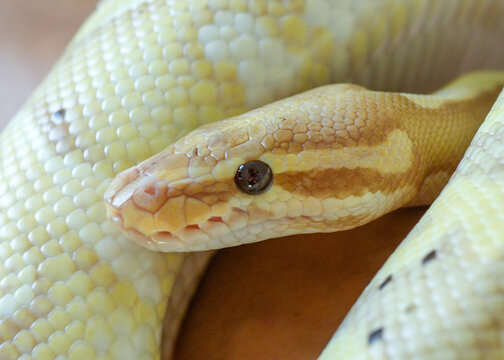 portrait of a yellow python snake close-up
