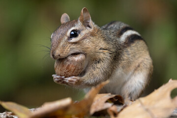 Eastern Chipmunk stuffs a big acorn in his cheeks. 