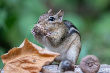 Eastern Chipmunk Finds an Acorn 