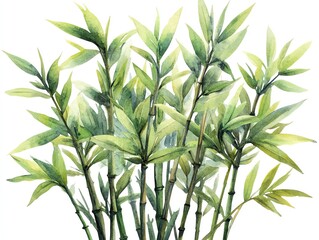 Obraz premium Watercolor painting of a cluster of green bamboo stalks with leaves against a white background.
