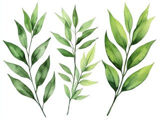 Fototapeta premium Three watercolor illustrations of green leaves branches isolated on a white background.