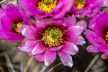 Obraz premium A flowering cactus in Organ Pipe Cactus NM, Arizona