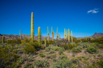 An overlooking view of Organ Pipe Cactus NM, Arizona