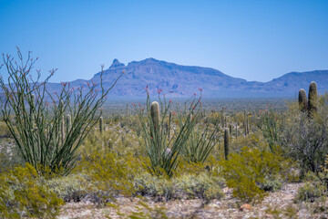 An overlooking view of Organ Pipe Cactus NM, Arizona