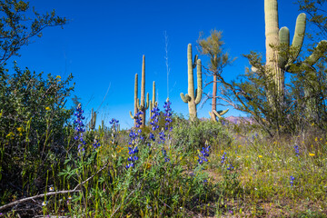 An overlooking view of Organ Pipe Cactus NM, Arizona