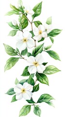 A watercolor painting of a branch with white flowers and green leaves.