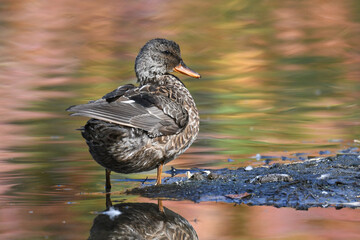 Female Gadwall (Mareca strepera) hen standing at the edge of a pond. Behind the duck, the water reflects colorful orange and yellow autumn foliage in the ripples.