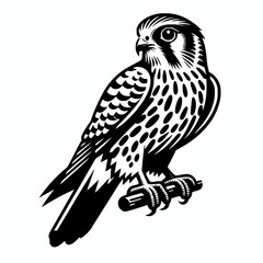 Fototapeta premium European kestrel bird perched isolated on a white background, bird of prey avian design element 