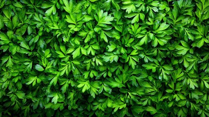 Obraz premium Lush Green Parsley Leaves Background Texture Nature Pattern Food Ingredient