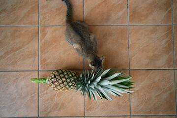 Top-down view of a cat sniffing a pineapple.