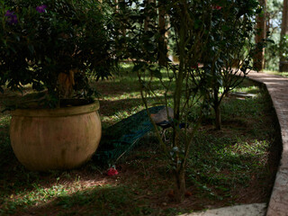 Colorful peacock resting among garden plants, showcasing beautiful feathers amid greenery and flowers Nature and wildlife concept in a serene environment