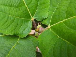 A fig tree with lush green leaves andfig fruits.