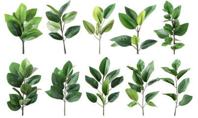 Set of green rubber ficus plants, on transparent background