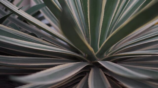 Agave angustifolia is a species of agave plant which is native to Mexico and Central America. It is used to make mezcal