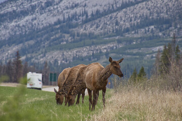 A Herd of Elk grazing by the Road