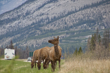 A Herd of Elk grazing by the Road