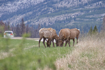 A Herd of Elk grazing by the Road