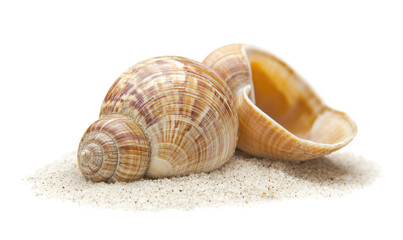  Shells of sea snail on sand on transparent background