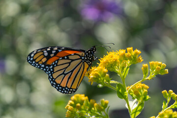 Close-up of beautiful Monarch Butterfly on Bright Yellow Goldenrod