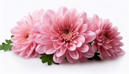 Chrysanthemum pink on white background isolated. Beautiful flower.