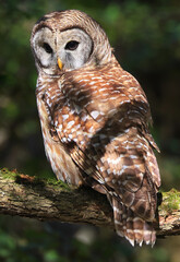 Barred Owl standing on a tree branch with green background, Quebec, Canada