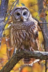 Barred Owl standing on a tree branch with yellow autumn colors background, Quebec, Canada