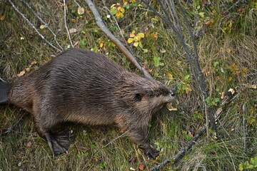 A Beaver carrying a cut tree, Beaver, nature, wildlife