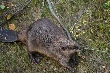 A Beaver carrying a cut tree, Beaver, nature, wildlife