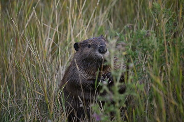 Beaver, Portrait