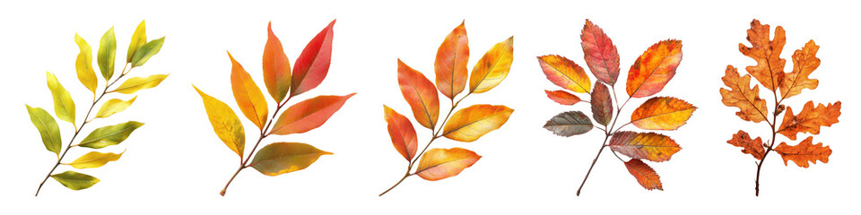 Fototapeta premium Autumn leaves png cut out element set