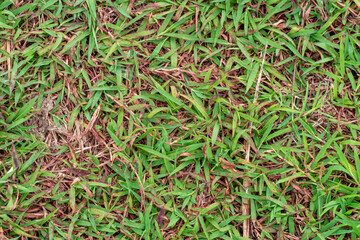 Green grass texture. Field of green grass, a lawn in spring. Background of color grass. Closeup of a freshly mowed lawn, park. Sports turf surface
