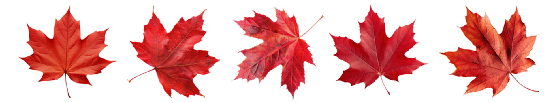 Autumn leaf png cut out element set