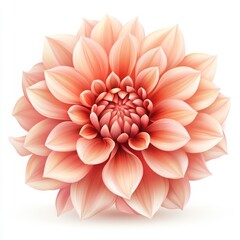 Detailed Illustration of a Dahlia Flower