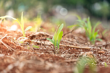 small plants that have just grown in a garden during the summer. small plants with new green leaves that have just grown