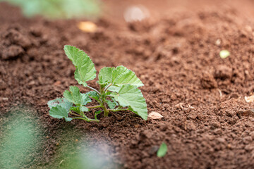 small plants that have just grown in a garden during the summer. small plants with new green leaves that have just grown