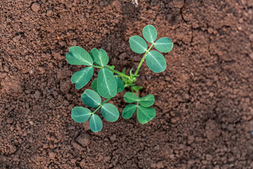 small plants that have just grown in a garden during the summer. small plants with new green leaves that have just grown