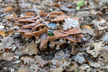 Armillaria mellea, commonly known as honey fungus in the forest.