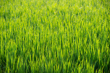 아침이슬때문에 빛나고 있는 푸르른 풀.